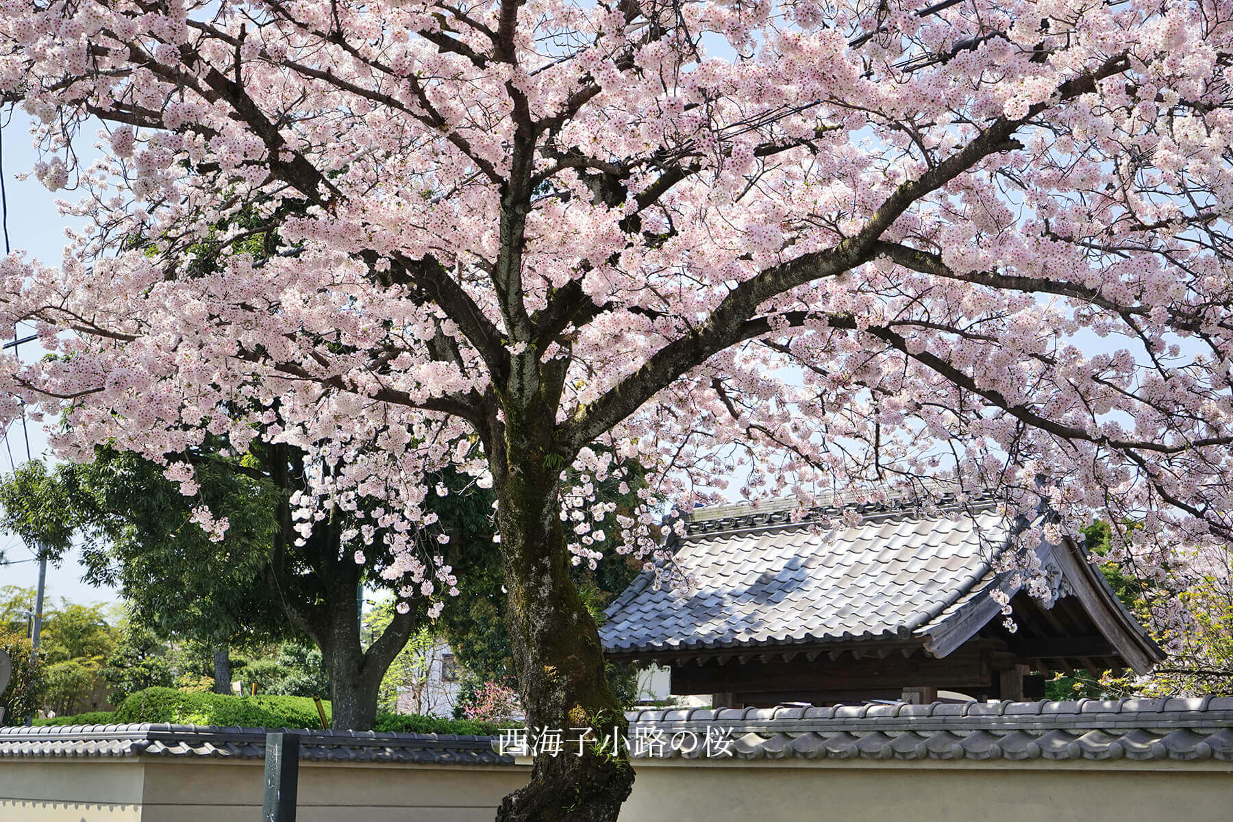 桜　西海子小路